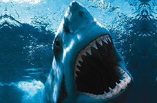 Great white